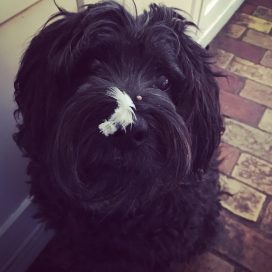 Black dog with white feather on nose